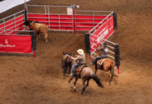 What are the strategies used in team penning?