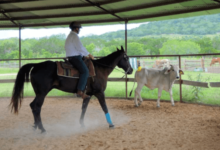 How Can One Choose a Horse for Team Penning?